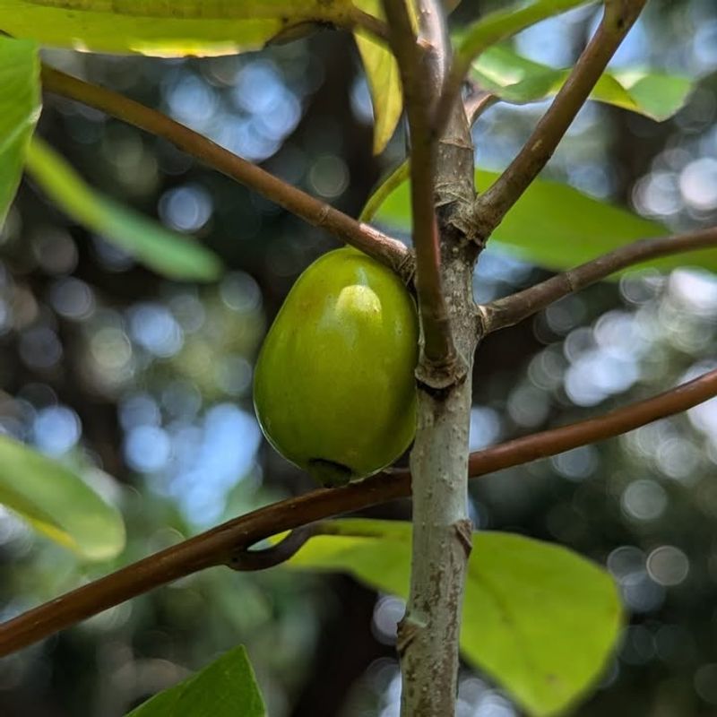 Late-Season Nectar Flow