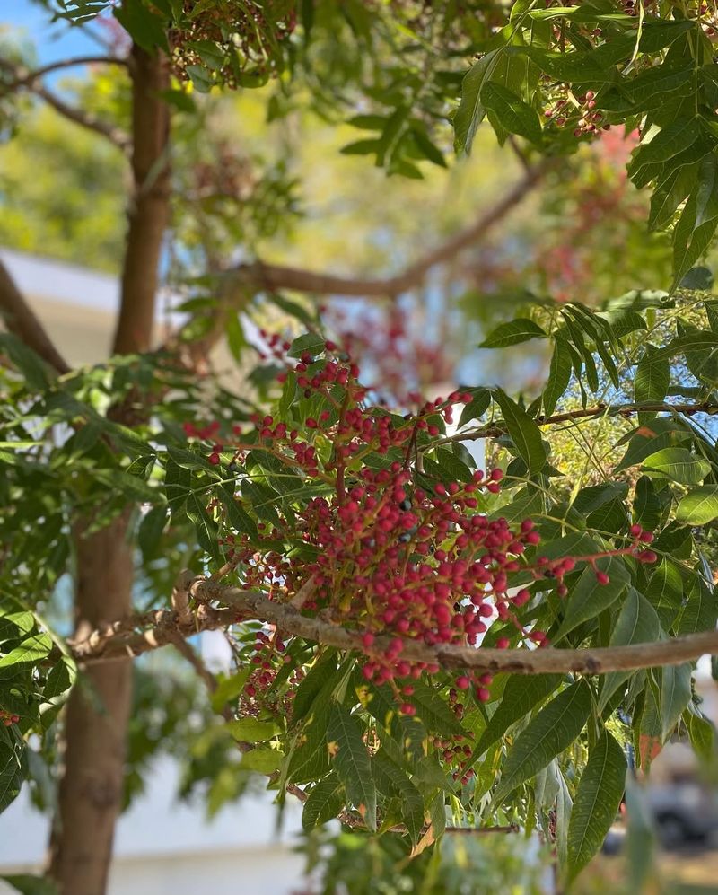 Brazilian Peppertree
