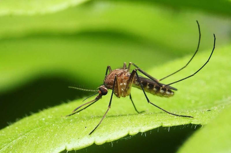 Natural Mosquito Repellent