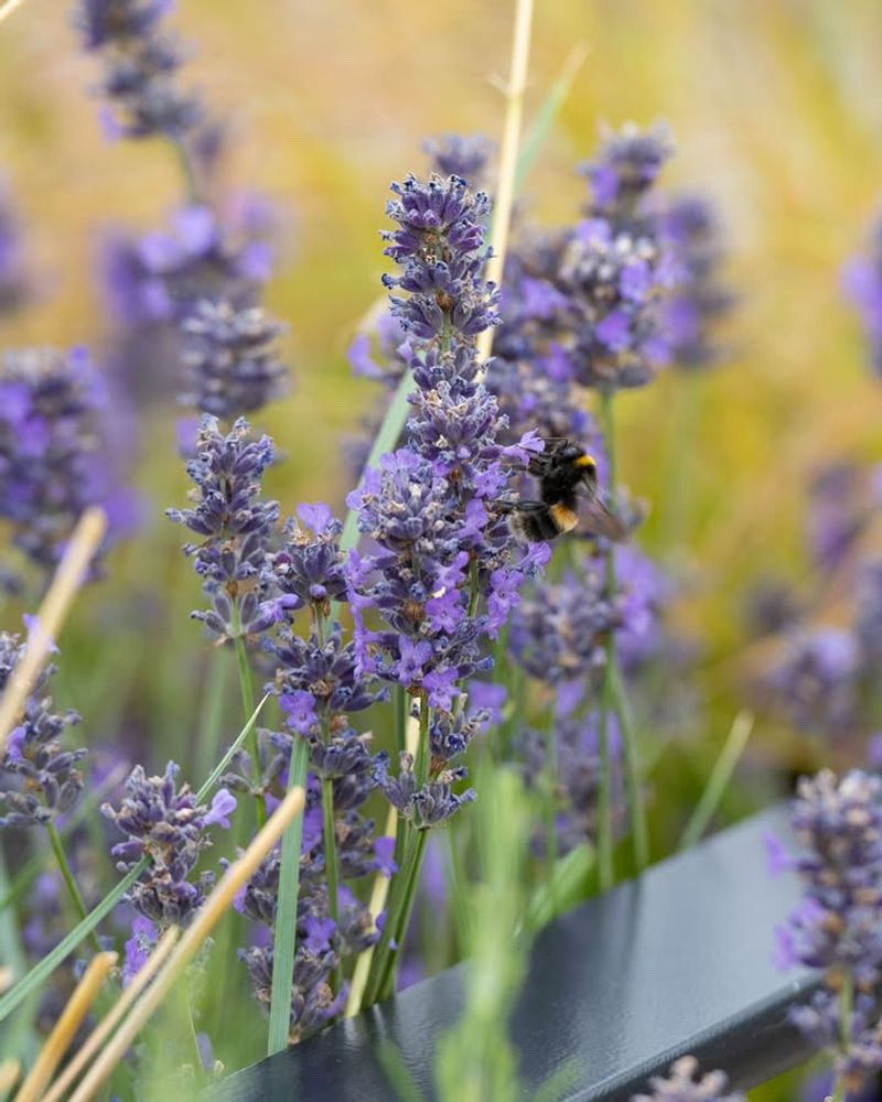 Attracts Pollinators Without Drawing Pests
