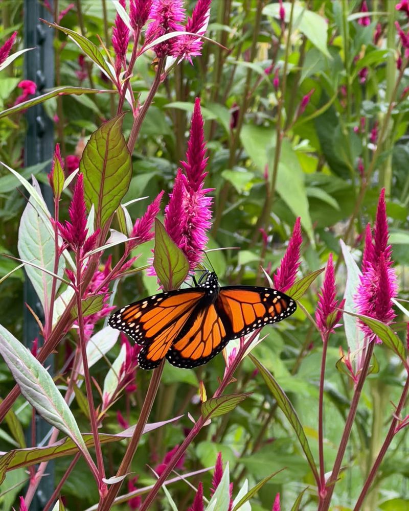 Attracts Butterflies And Beneficial Bees