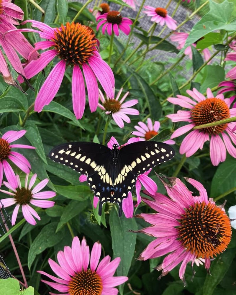 Attracts Multiple Butterfly Species