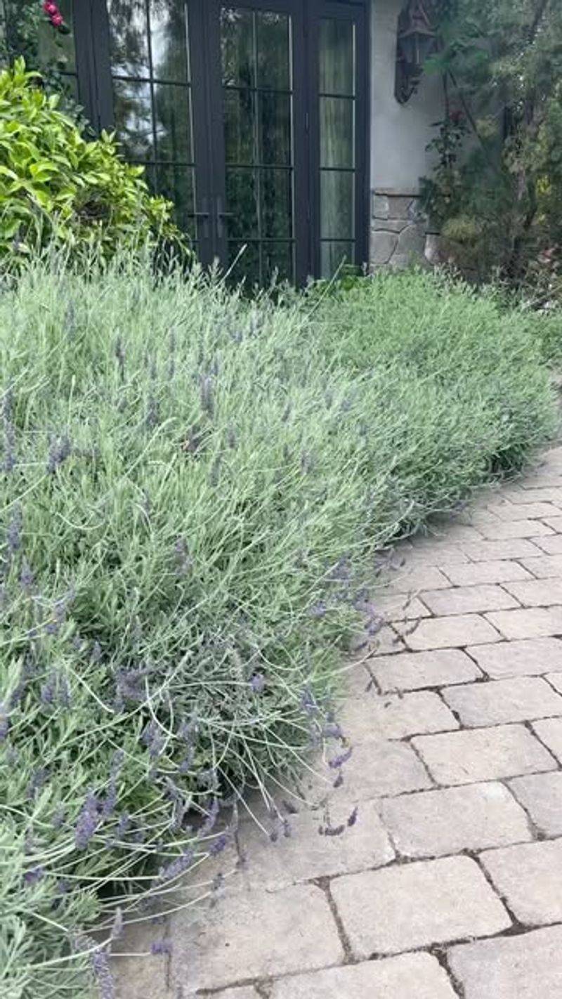 Low Maintenance and Drought Tolerant