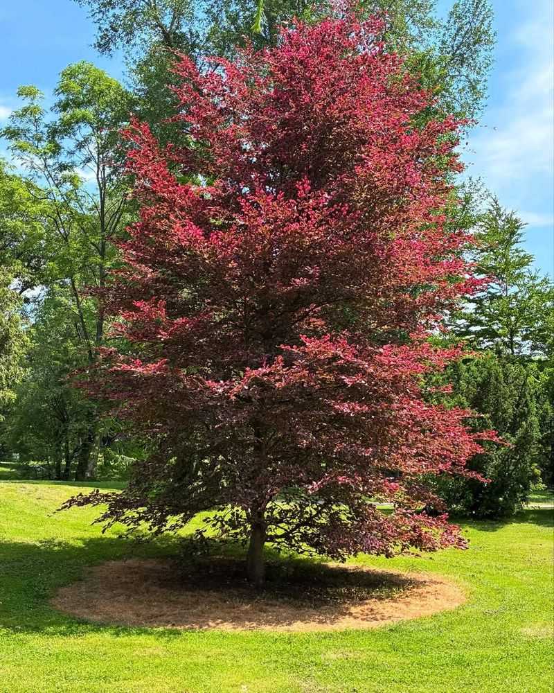 Tricolor Beech