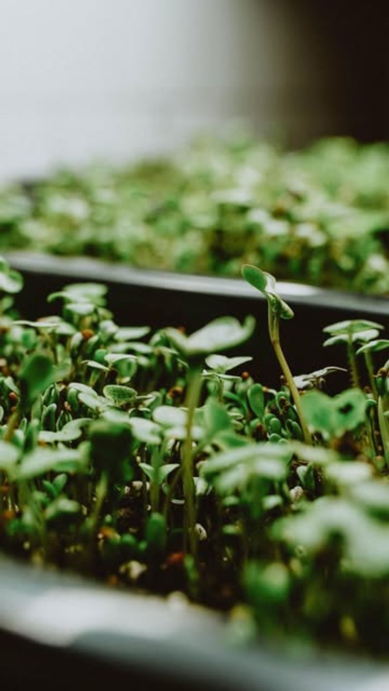 Microgreens