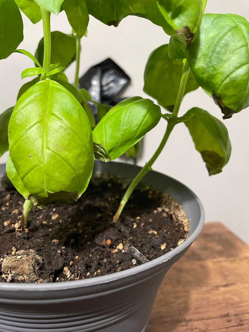 Basil
