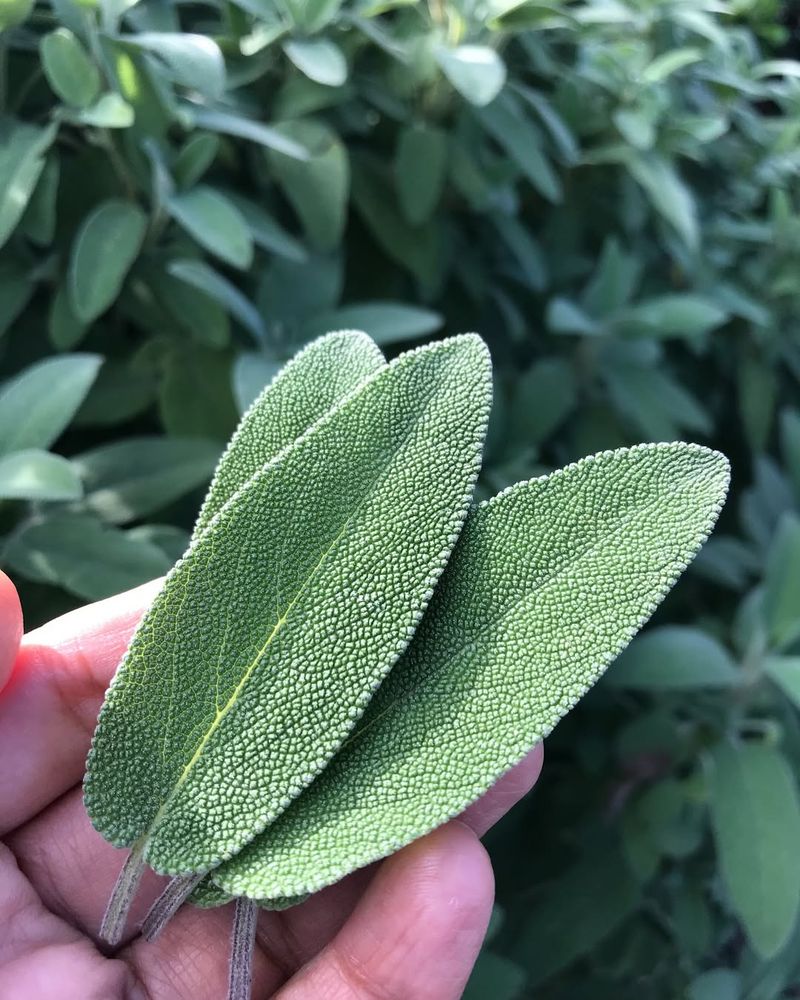 Sage