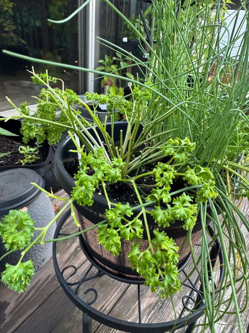 Why Parsley Deserves A Spot In Your Fall Beds