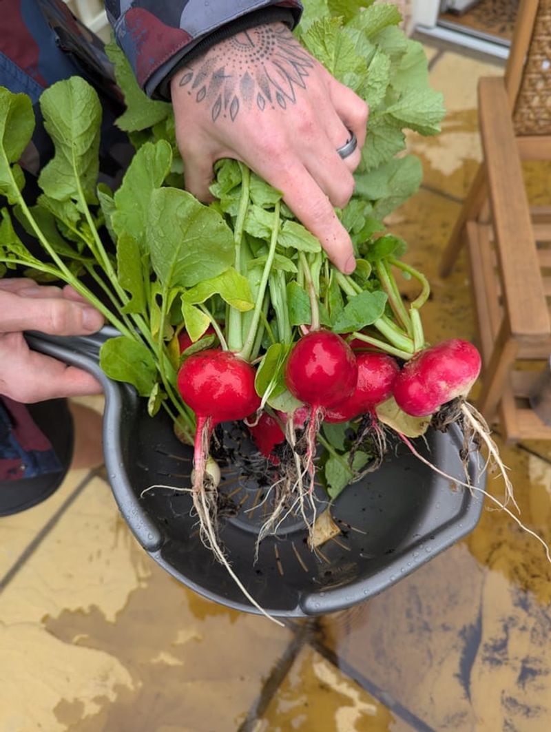 Radishes: The Speedy Veggie That Beats Winter Boredom