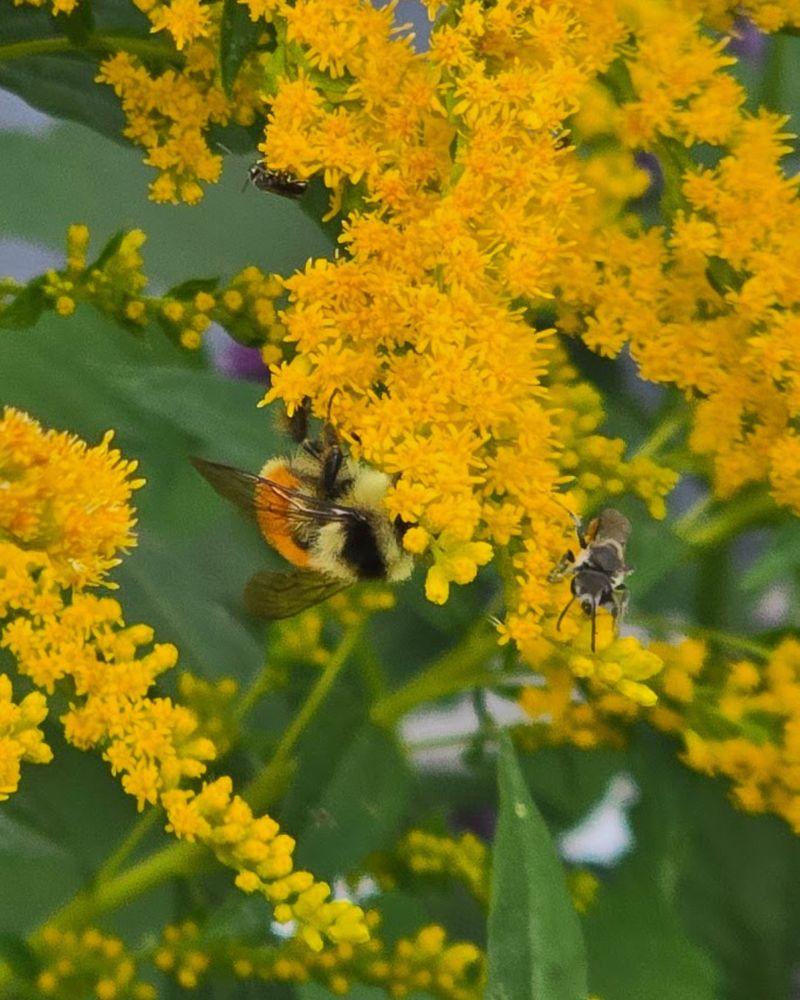 Goldenrod