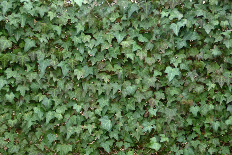 English ivy (featured image)