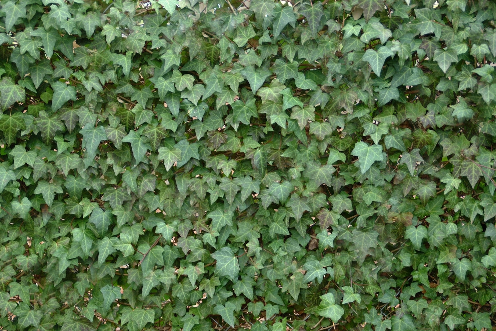 Tick-Attracting Plant To Avoid In Your Georgia Yard If Pets Play Outside