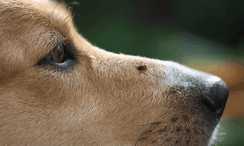 Dangerous Hitchhikers On Your Pets