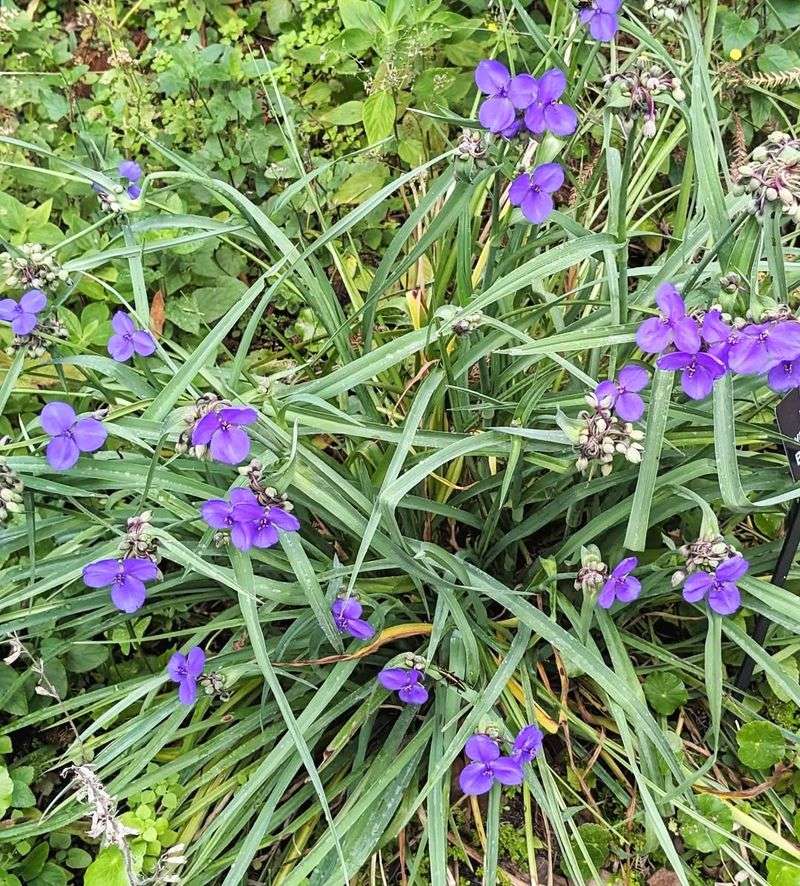 Spiderwort