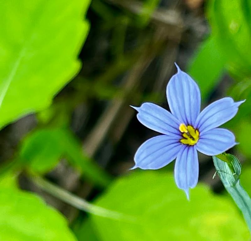 Blue-Eyed Grass
