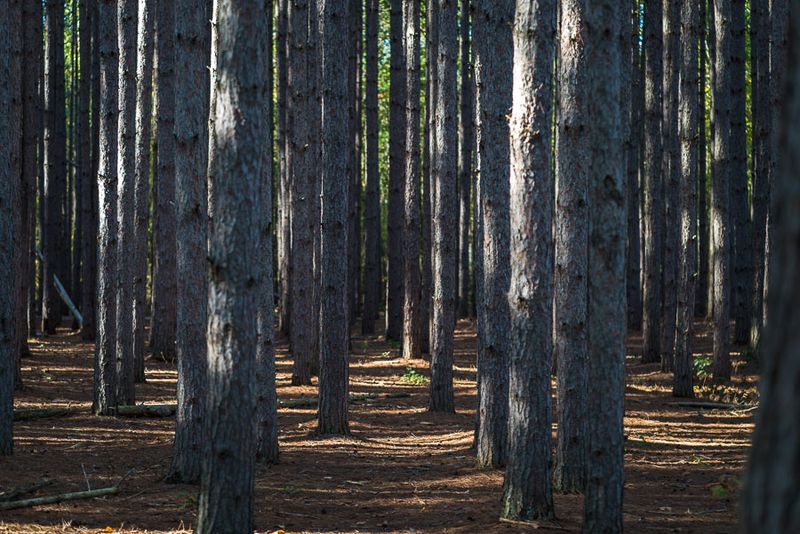 Wildlife Management Areas