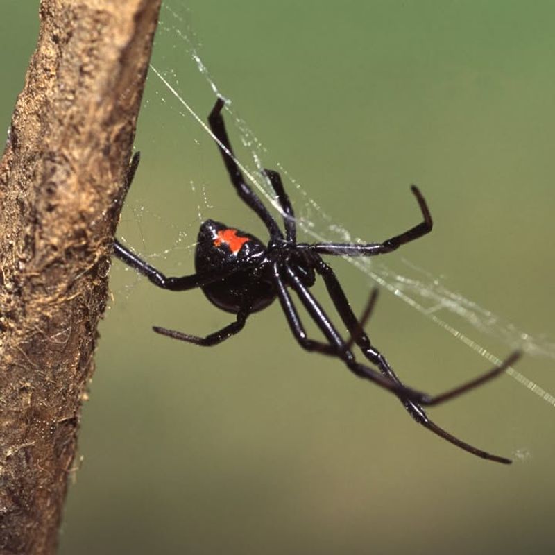 Black Widow Spider