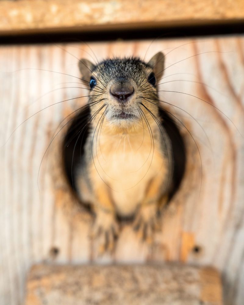 Northern Flying Squirrel