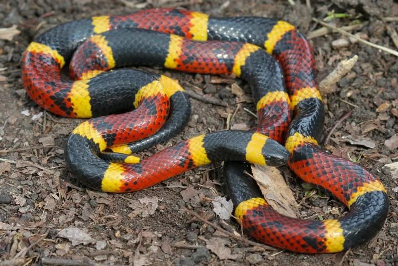 Coral Snake