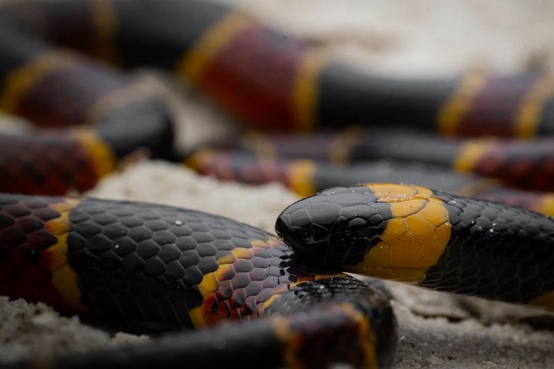 Eastern Coral Snake: The Colorful Rarity