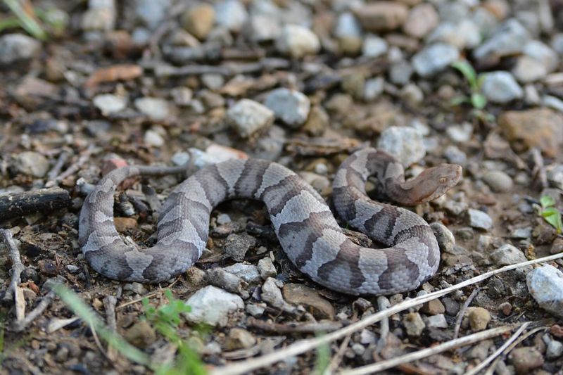 Northern Copperhead: The Camouflage Expert