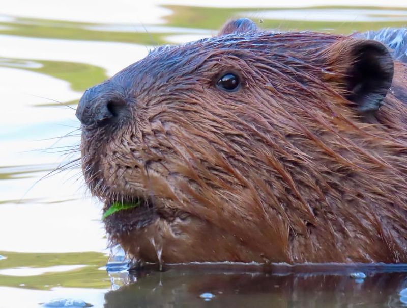 Beavers