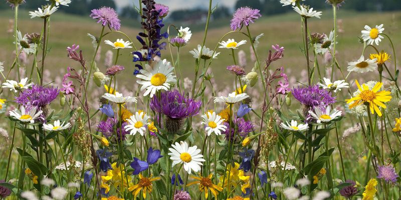 Maintain Insect-Rich Gardens Nearby