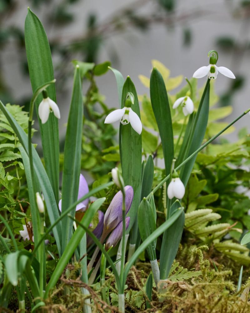 Select Spring-Blooming Bulbs For Early Color