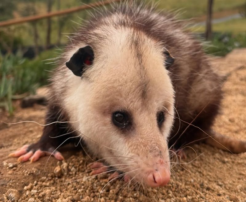 When To Call Wildlife Professionals