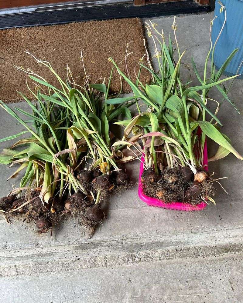 Cleaning And Curing Your Bulbs Properly