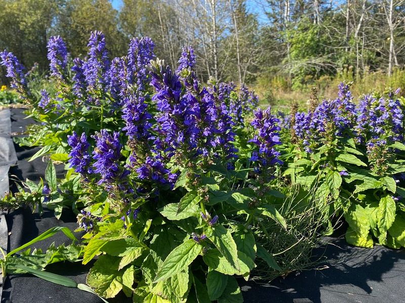 Great Blue Lobelia (Lobelia siphilitica)