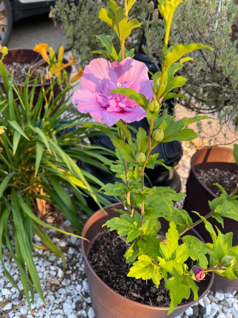 Self-Seeds for Future Generations of Blooms