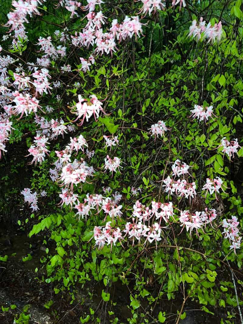 Drought Resistant Once Established In The Garden