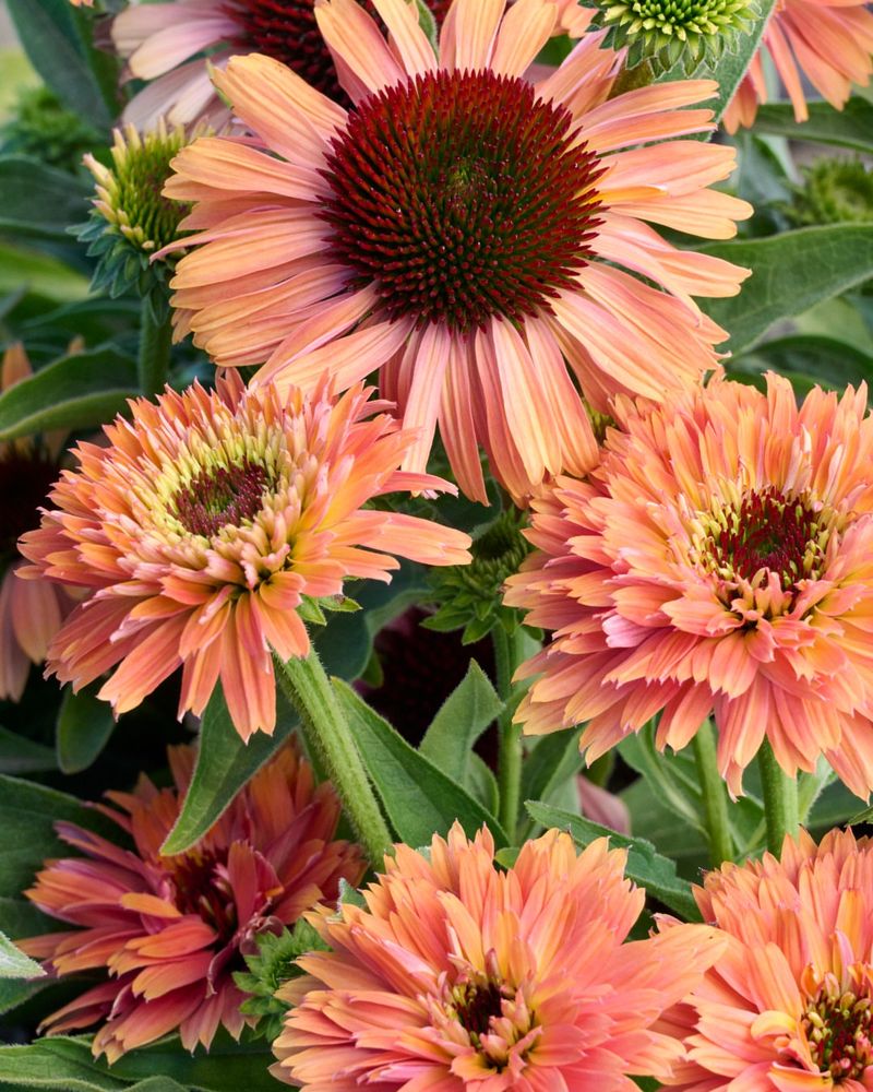 Sunset Coneflower