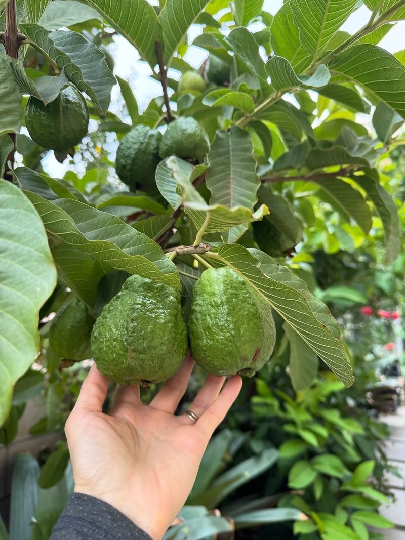 Guava
