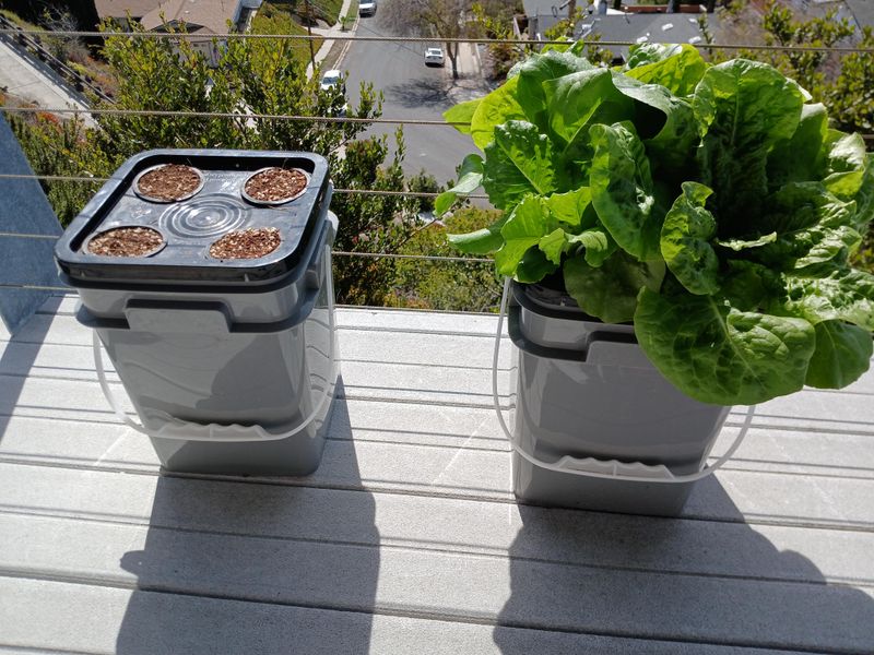 Lettuce