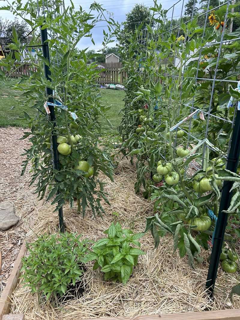 Near Aggressive Root Systems Like Bamboo