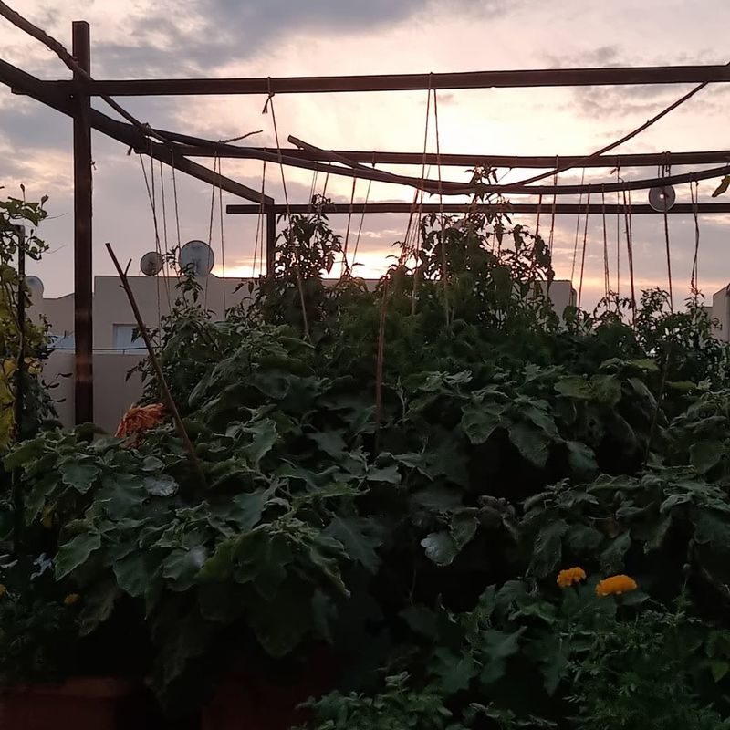 Shady Or Low-Light Areas