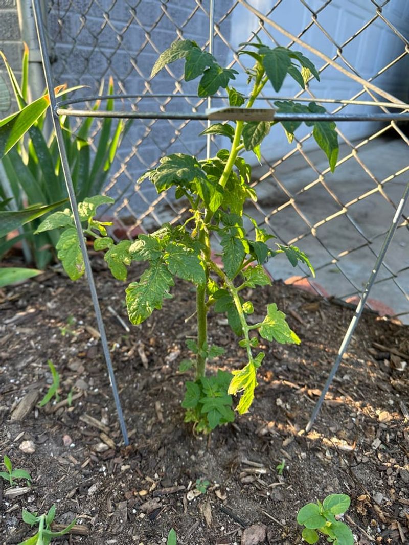 In Windy, Exposed Locations