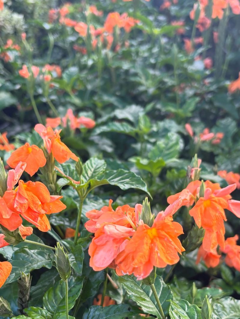 Crossandra