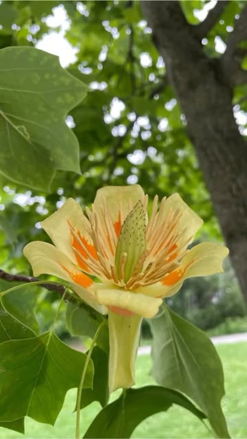 Yellow-Orange Foliage Creates Camouflage Cover