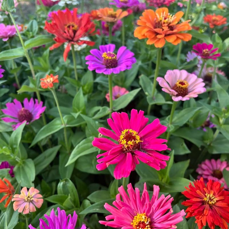 Abundant Zinnias