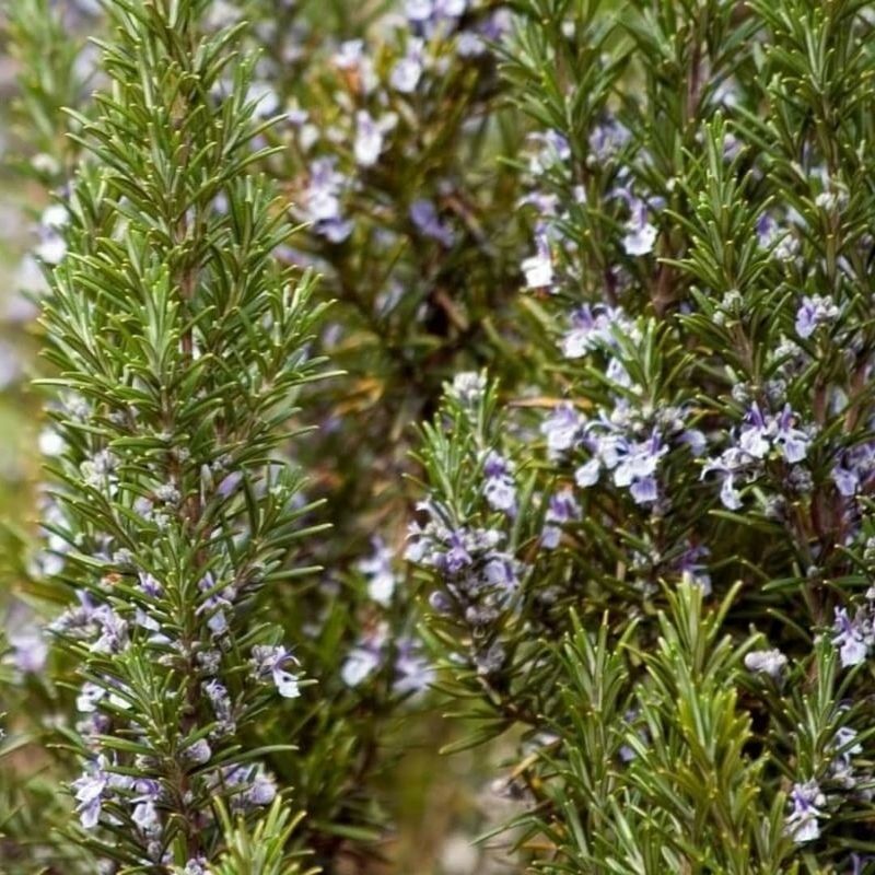 Rosemary (Rosmarinus officinalis)