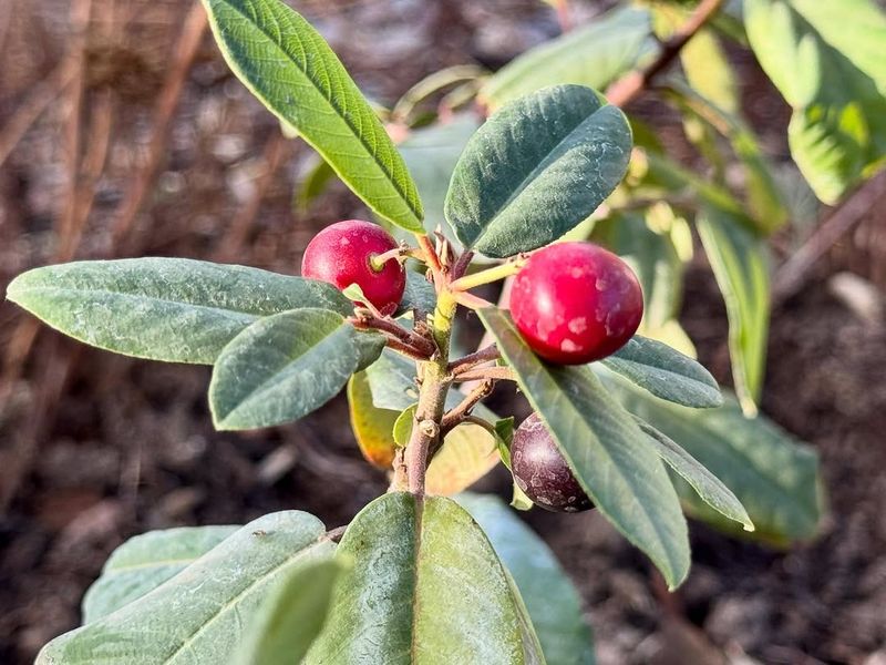 Coffeeberry (Frangula californica)