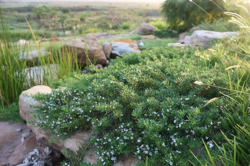 Myoporum