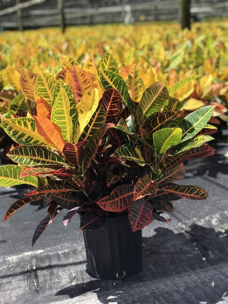 Colorful Croton Leaves That Command Attention