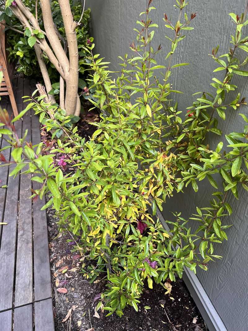Protect Young Trees From Extreme Weather