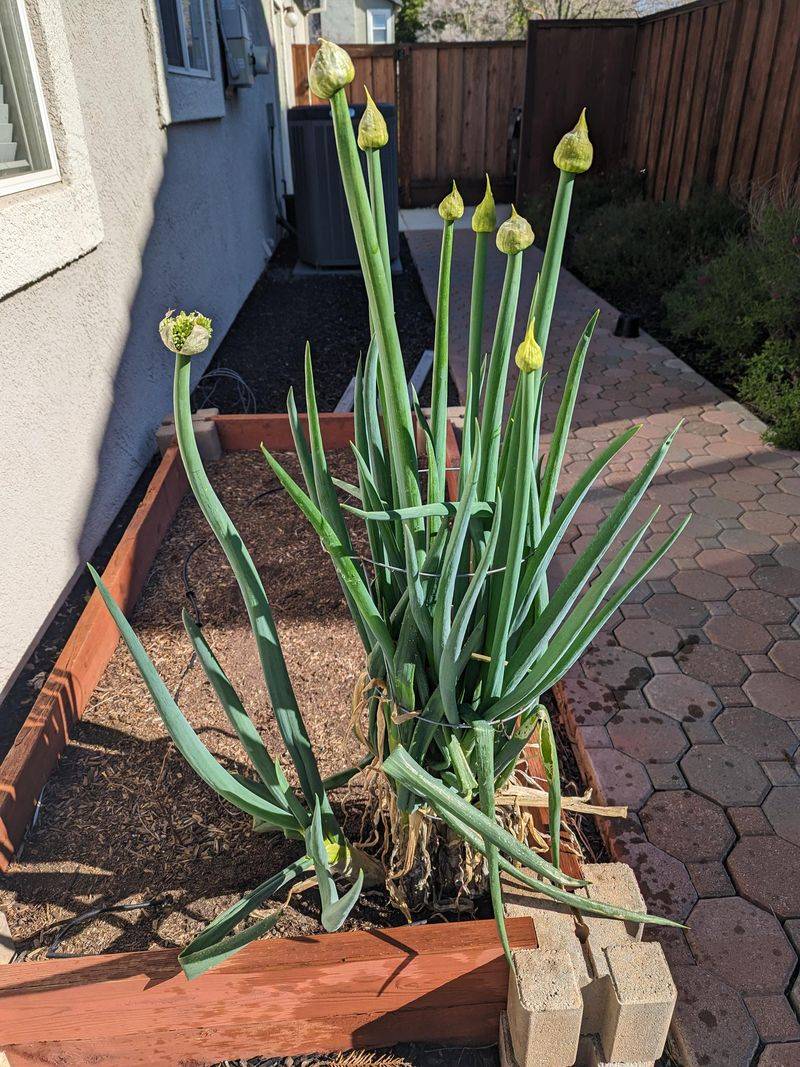 Water and Provide Sunlight