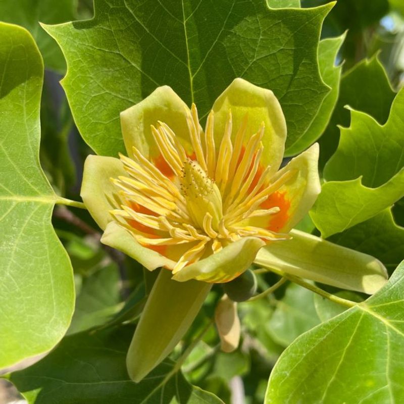 Extended Bloom Period Offers Reliable Food Source