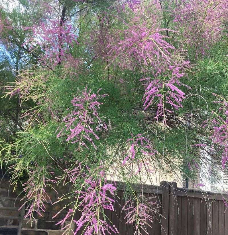 Salt Cedar (Tamarisk)
